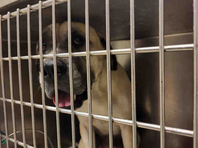 Barnacle Boy - Mastiff
