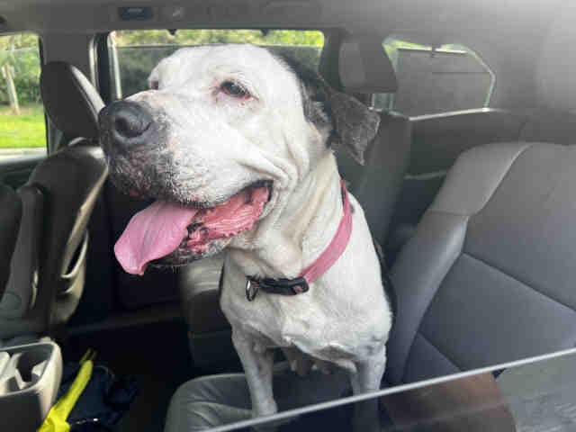 Cece - Pit Bull Terrier