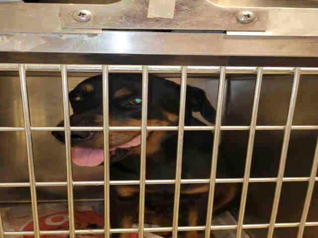 Cayenne - Rottweiler