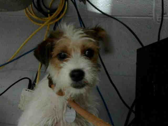 Punkin - Rat Terrier