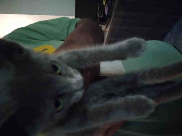 Midnight Blu - Domestic Short Hair