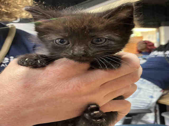Poof - Domestic Short Hair
