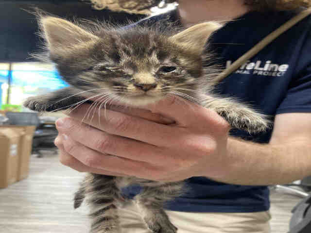 Chip - Domestic Short Hair