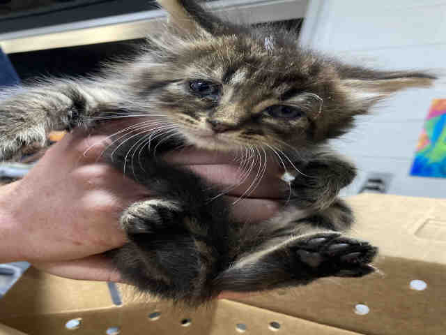 Chester - Domestic Short Hair