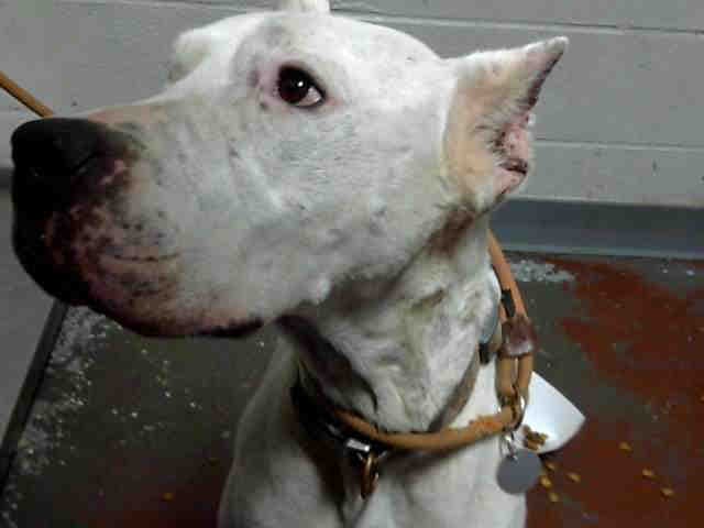 Magesty - Dogo Argentino