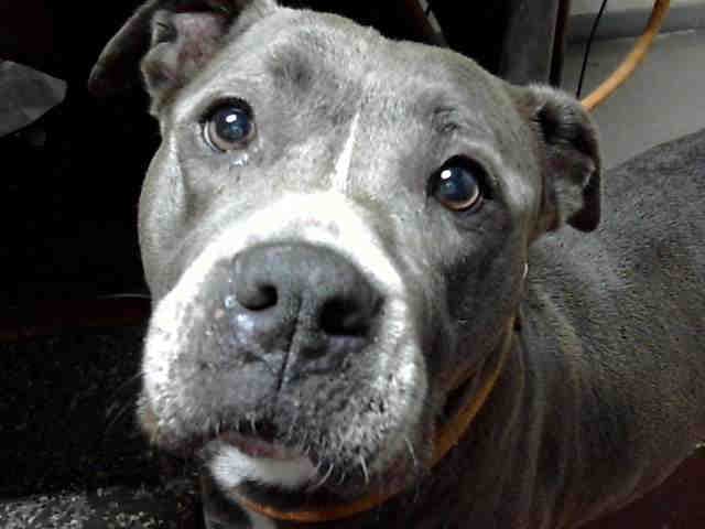 Venus - American Pit Bull Terrier