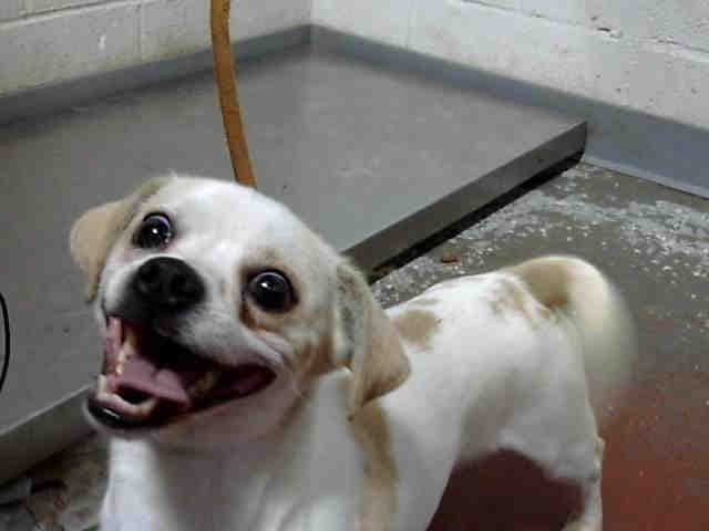 Chico - Chihuahua