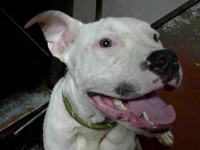 Suga Momma - Pit Bull Terrier