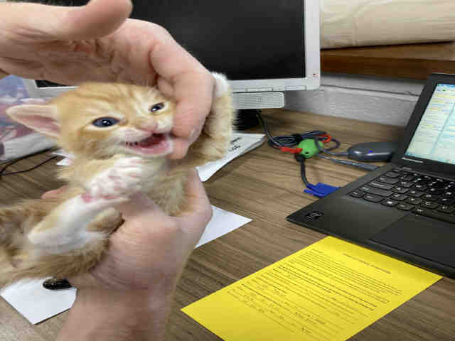 Peanuts - Domestic Short Hair