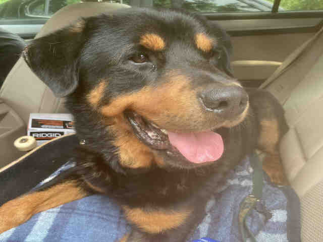 Jean Jacket - Rottweiler