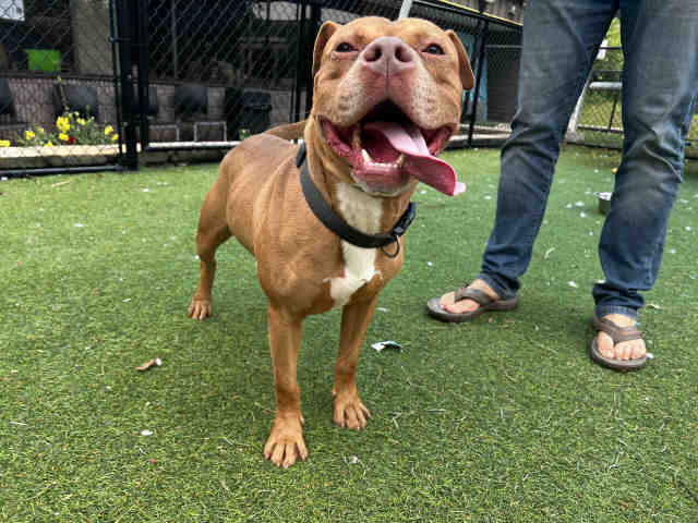 Rusty - Pit Bull Terrier