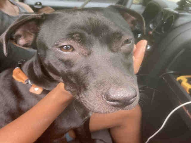 Penny - Pit Bull Terrier