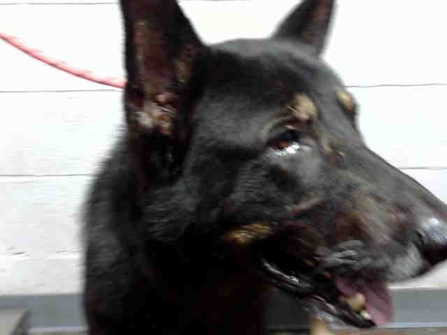 Max - German Shepherd Dog