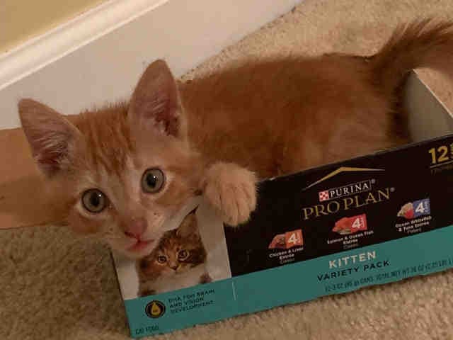 Portugal - Domestic Short Hair