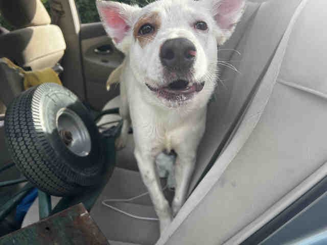 David - Jack Russell Terrier (Parson Russell Terrier)