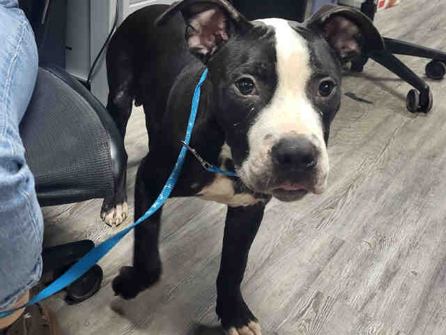 Godzilla - American Pit Bull Terrier