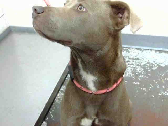 Tuna - Labrador Retriever