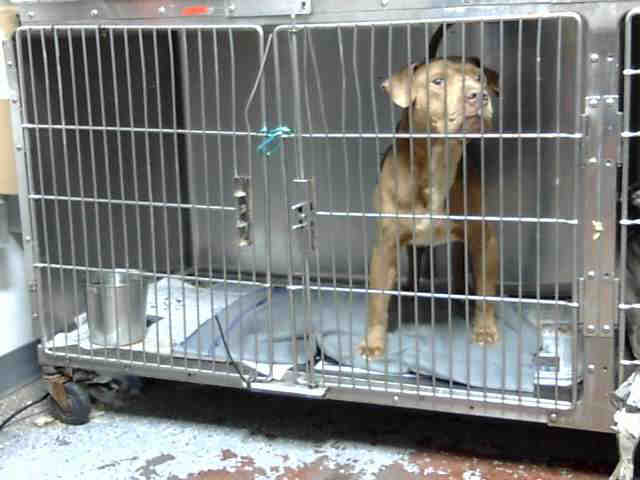 Buck - Pit Bull Terrier