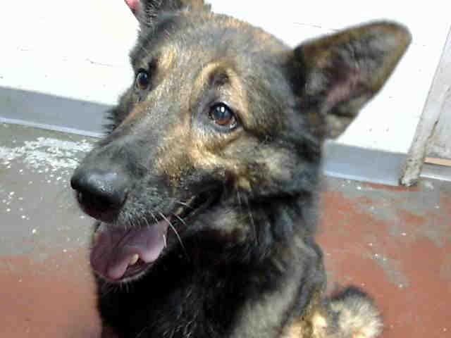 Apollo - German Shepherd Dog