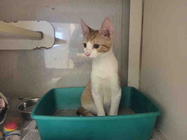 Rad Rachel - Domestic Short Hair