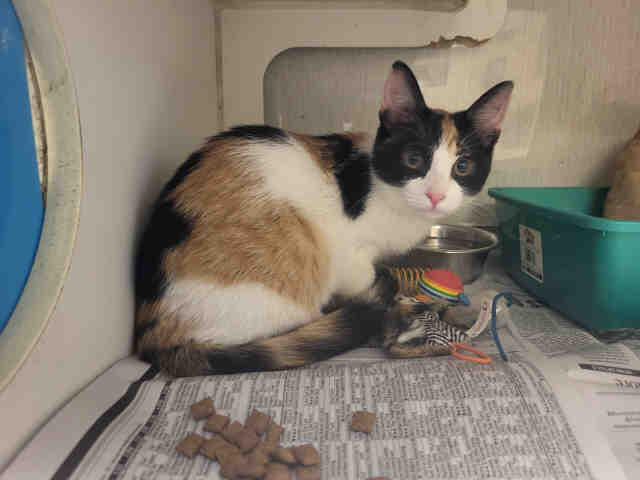 Totally Tabitha - Domestic Short Hair