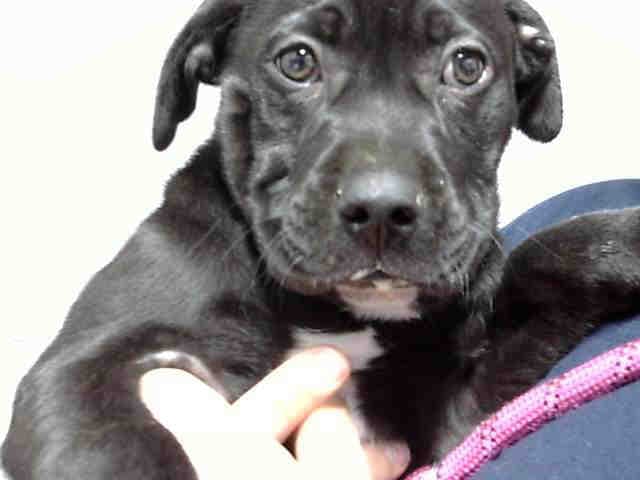 Huey - Labrador Retriever