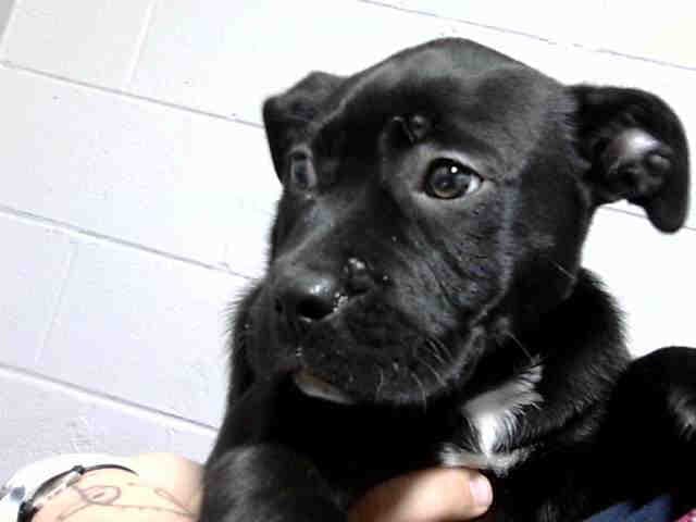 Bell - Labrador Retriever