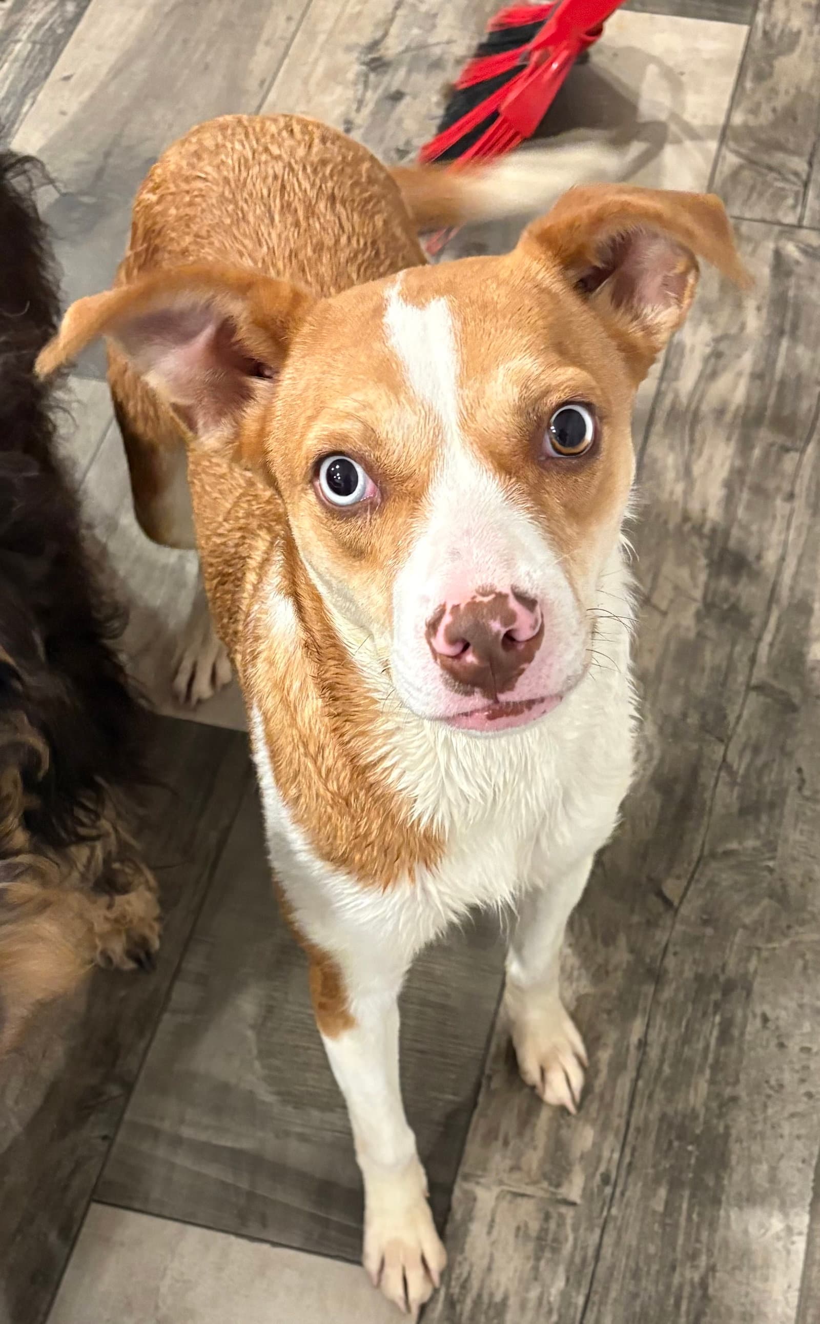Charlotte - Australian Cattle Dog/Blue Heeler