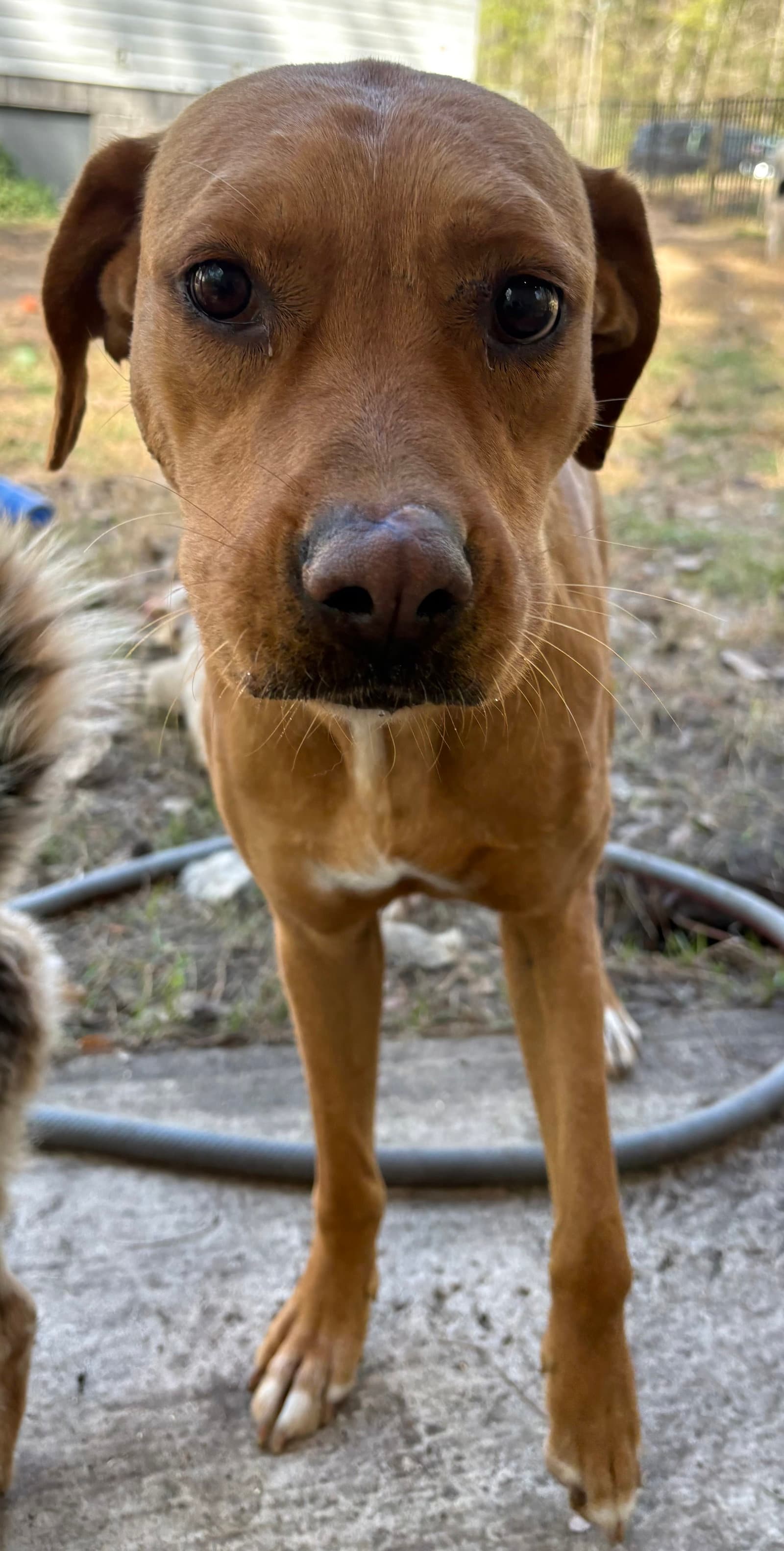 Sunflower - Labrador Retriever