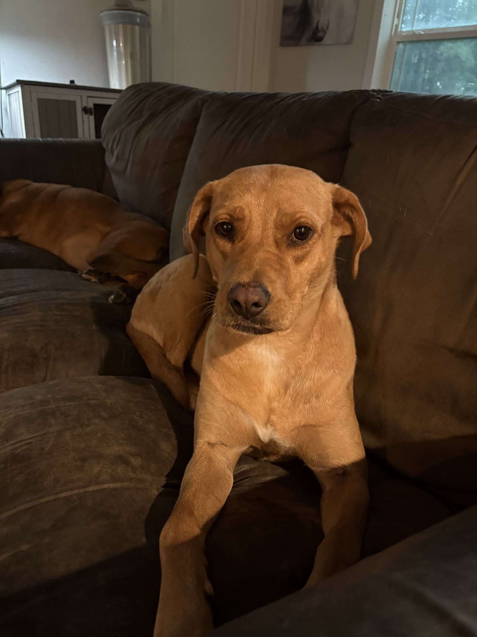 Sunflower - Labrador Retriever