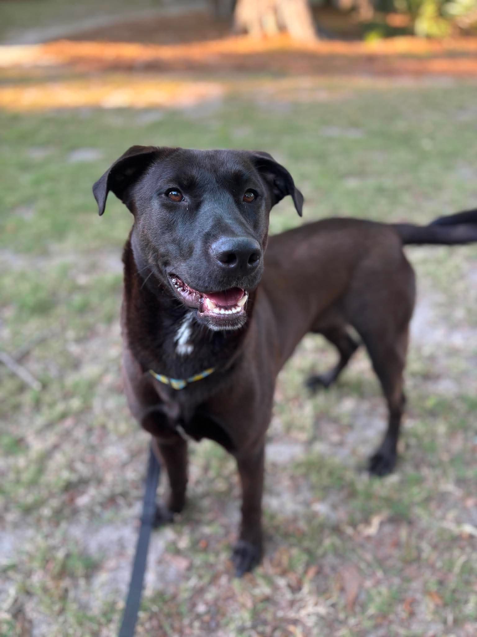Archie - Labrador Retriever