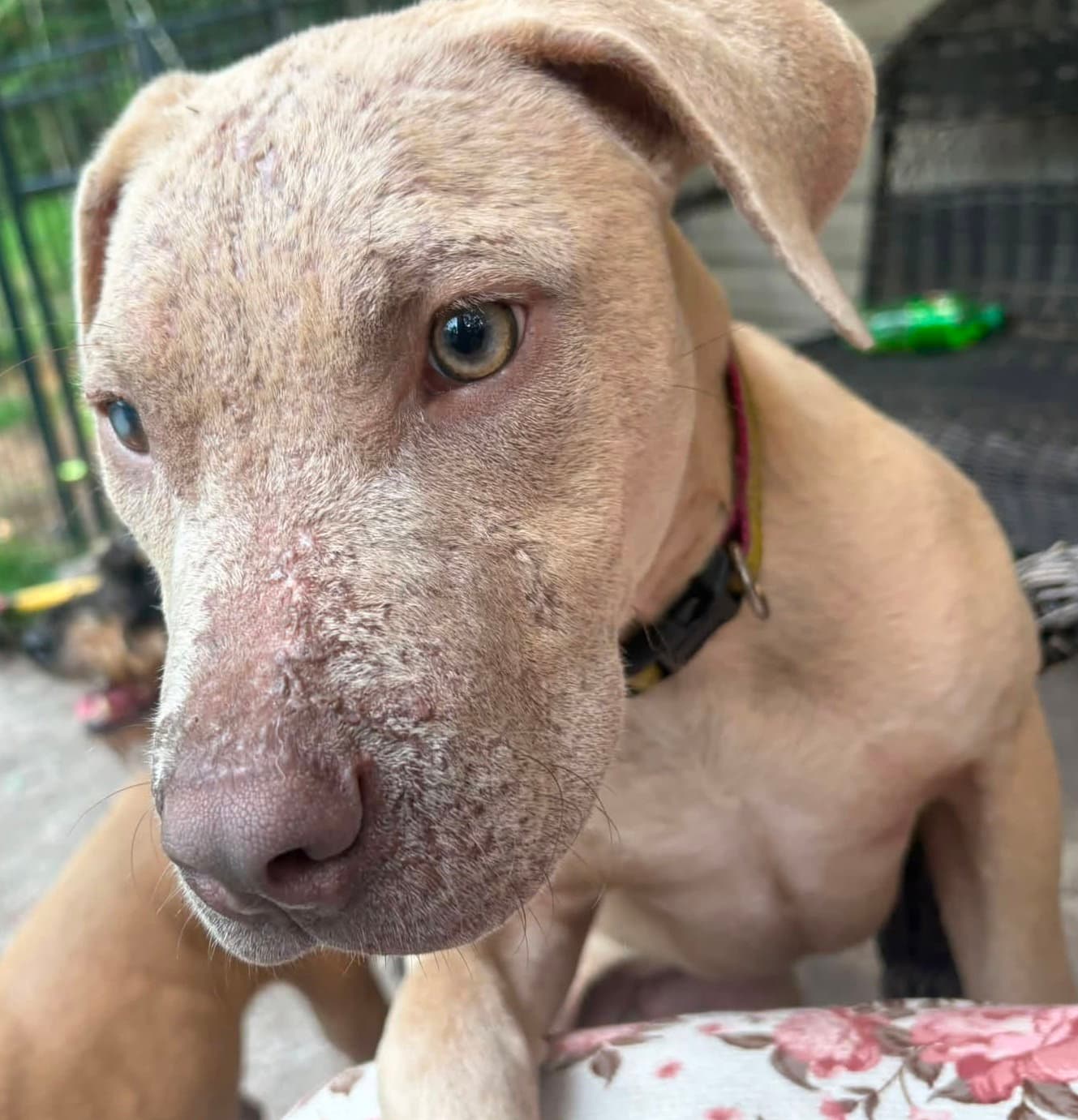 Tricia - Pit Bull Terrier