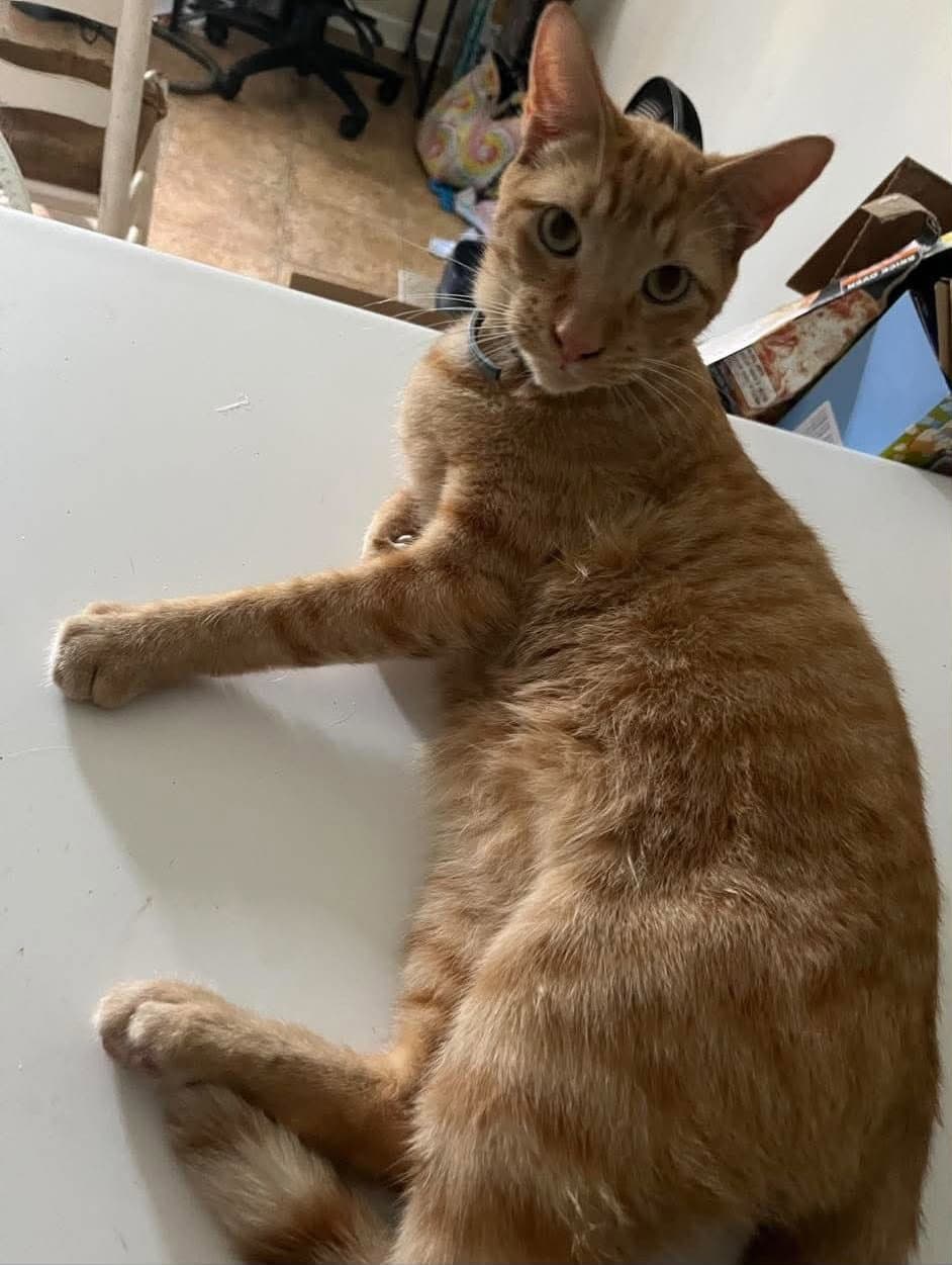 Pickles - Domestic Short Hair