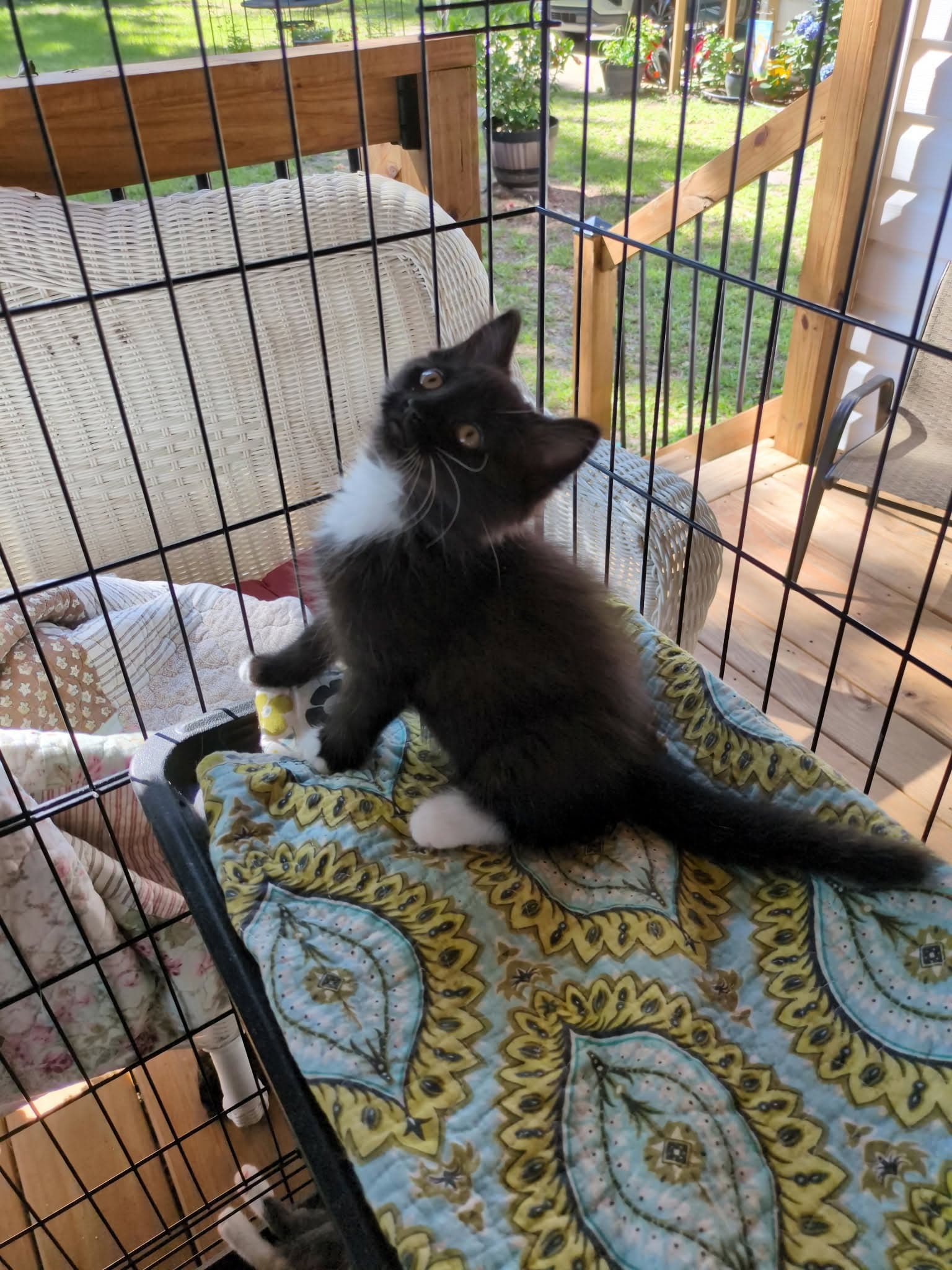 Sparks - Domestic Short Hair