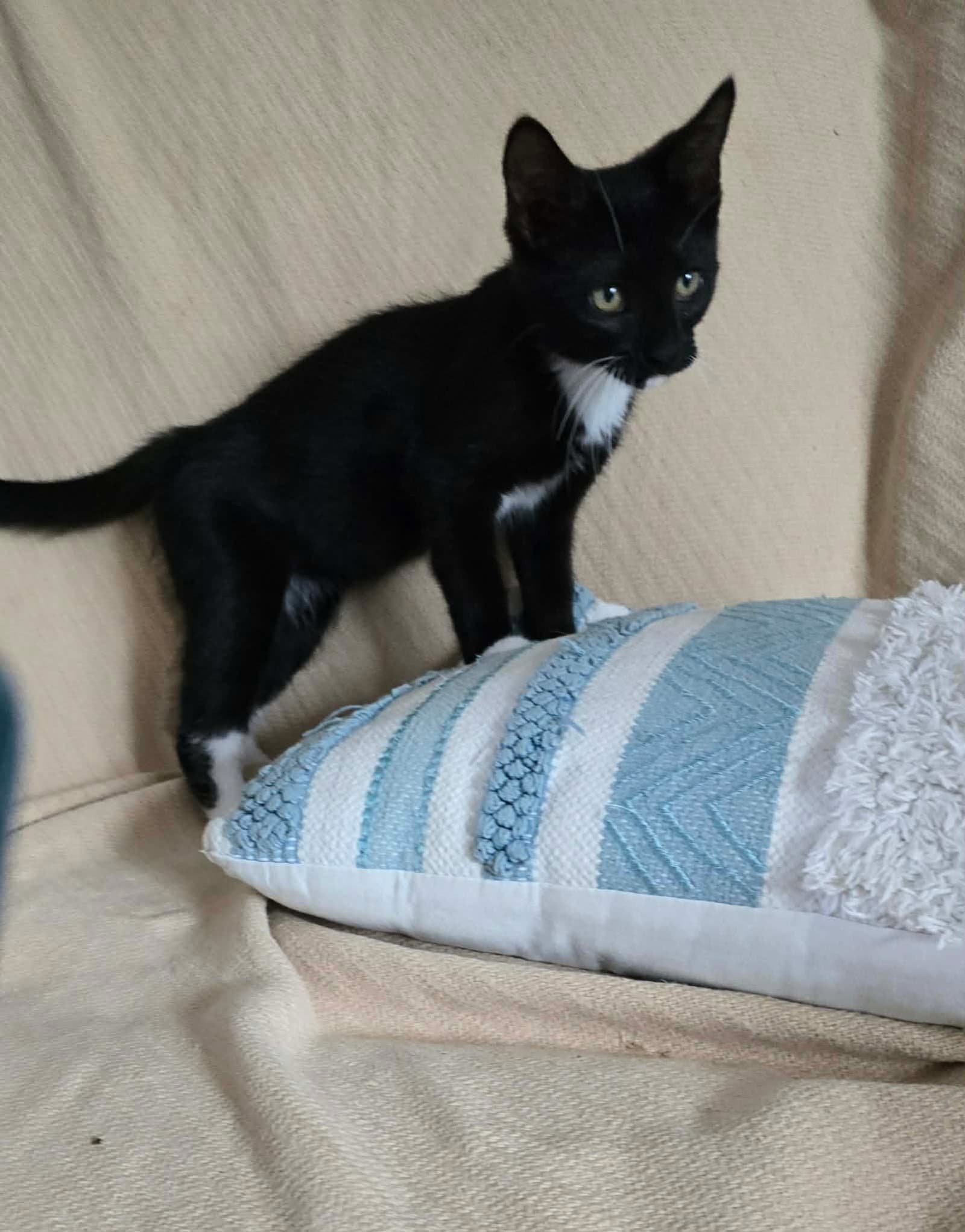 Sparks - Domestic Short Hair
