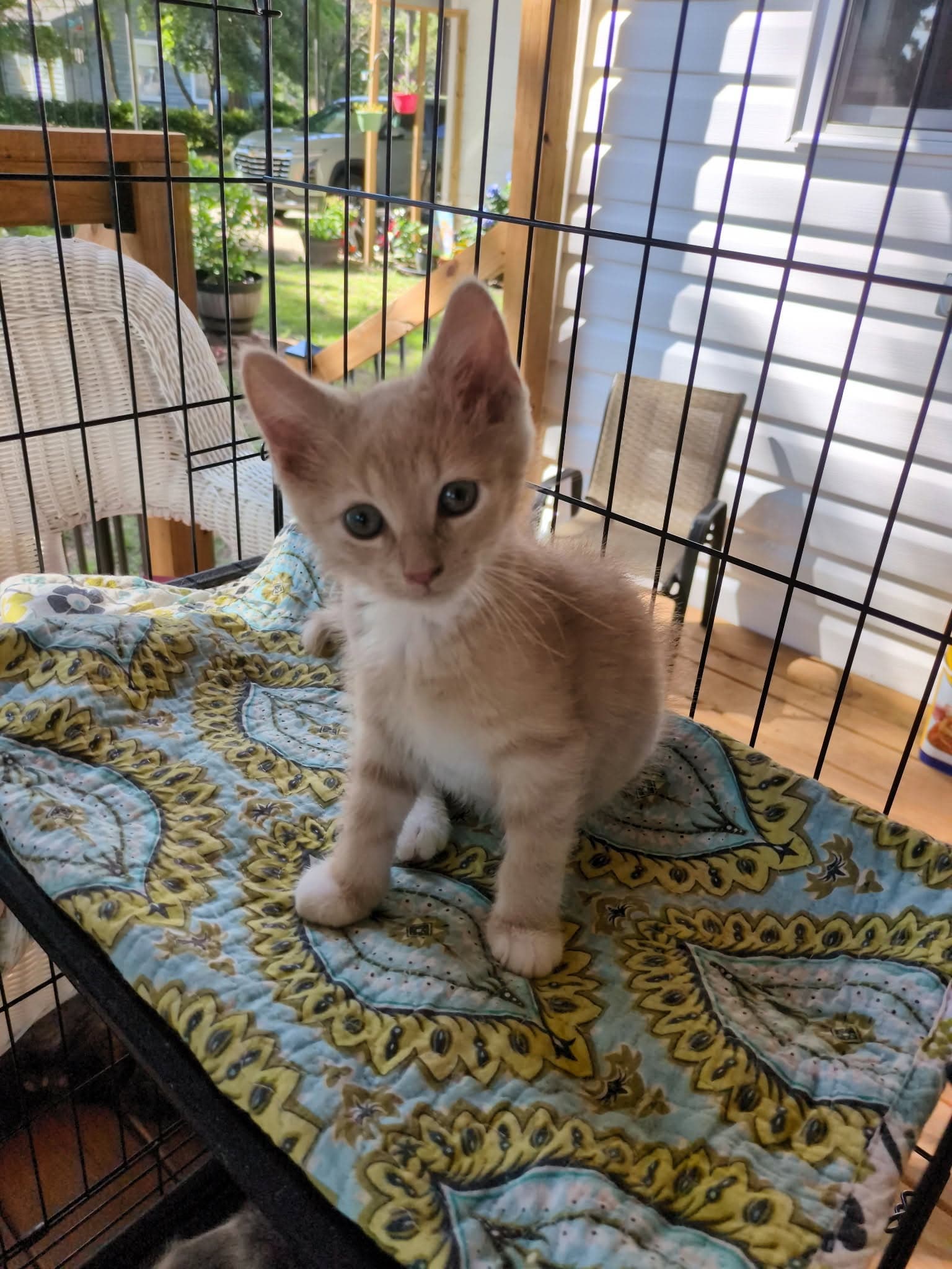 Buddy - Domestic Short Hair