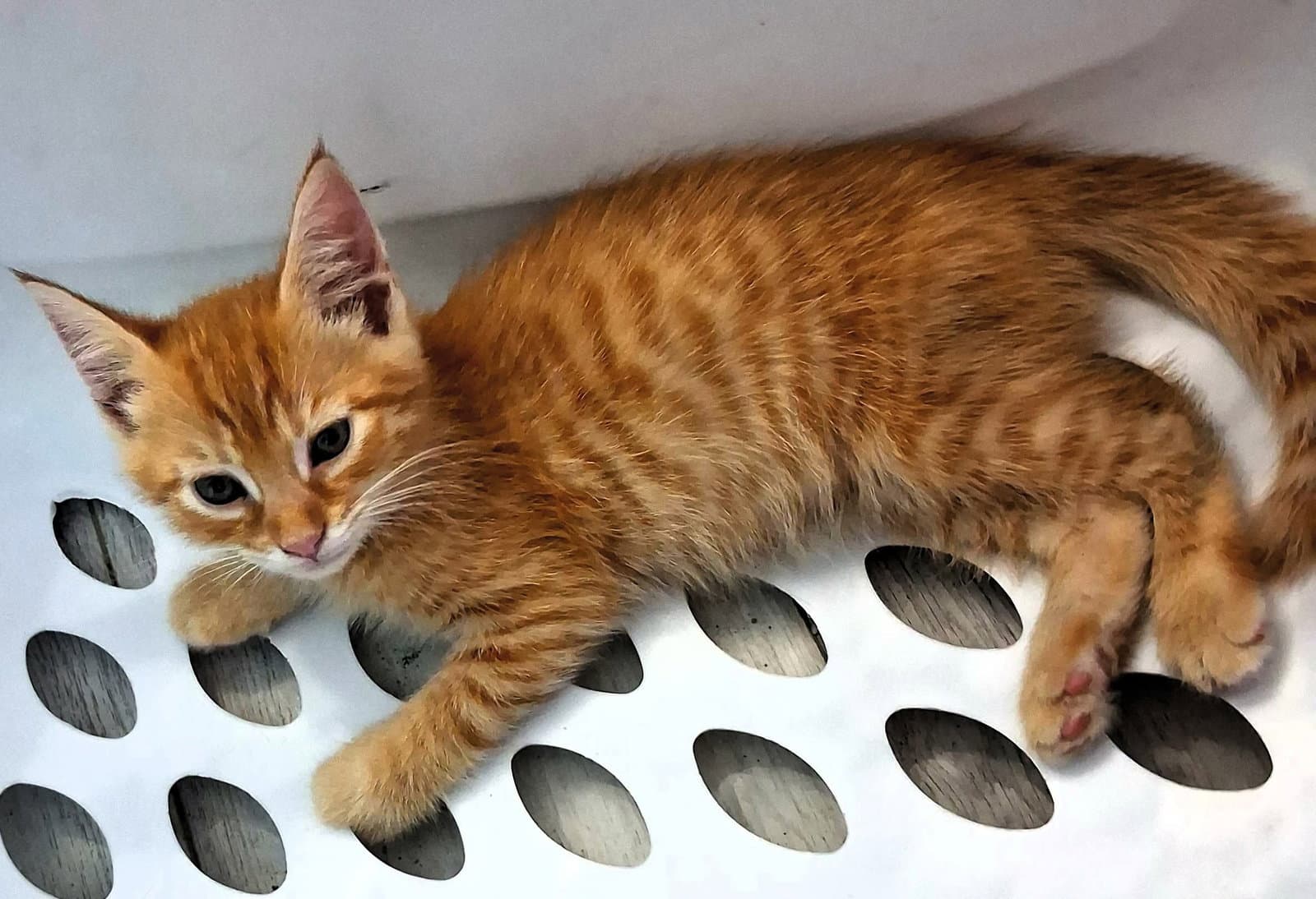 Cornbread - Domestic Short Hair