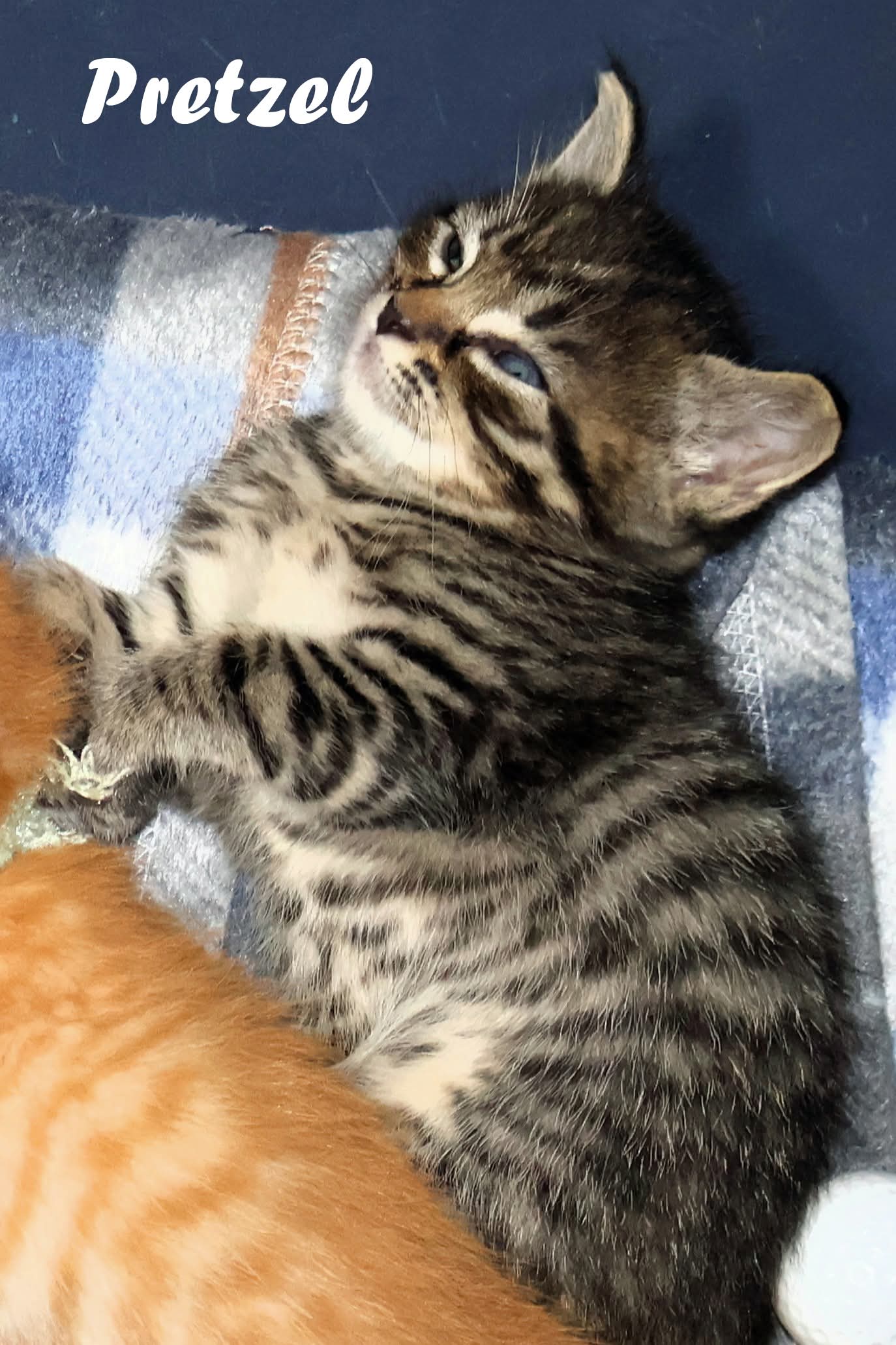 Pretzel - Domestic Short Hair