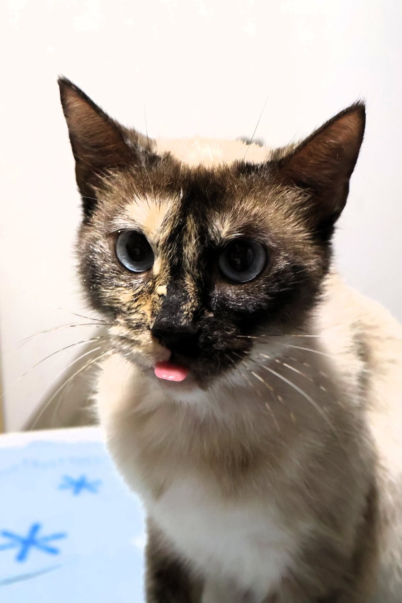 Cookie - Siamese