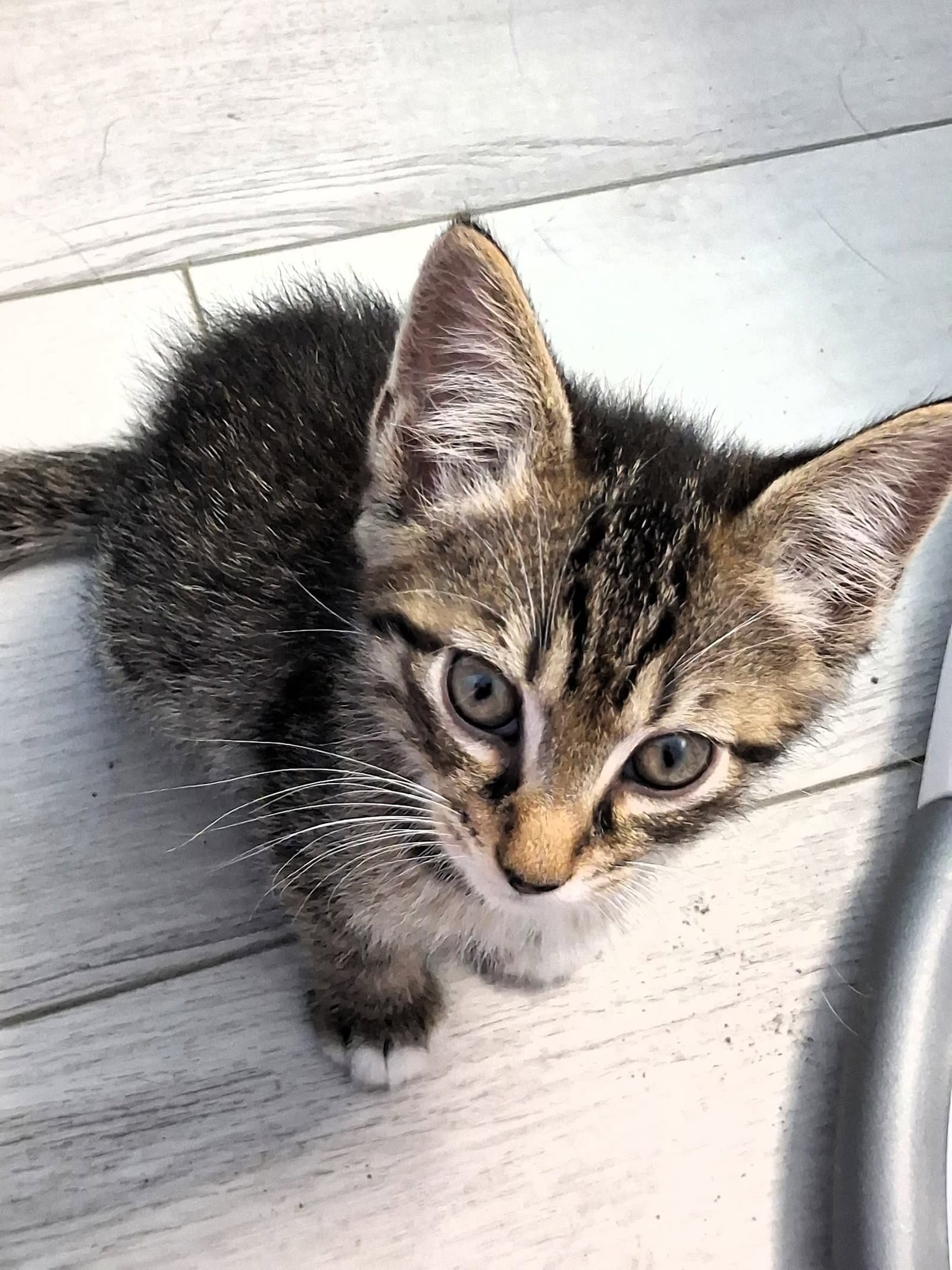 Bagel - Domestic Short Hair