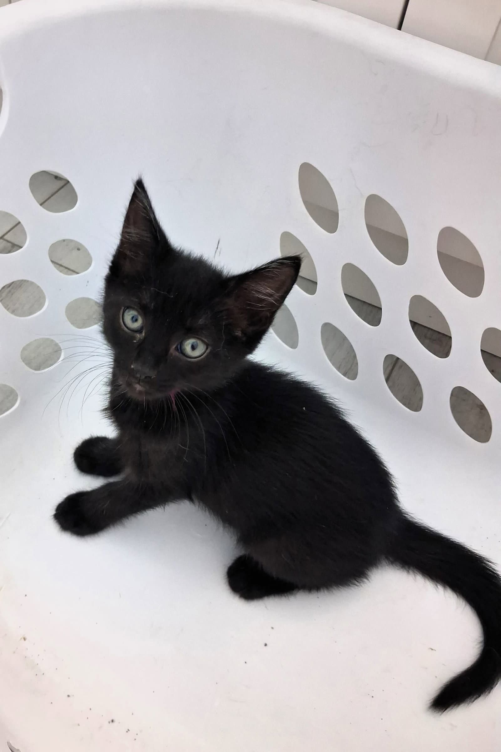 Cannoli - Domestic Short Hair