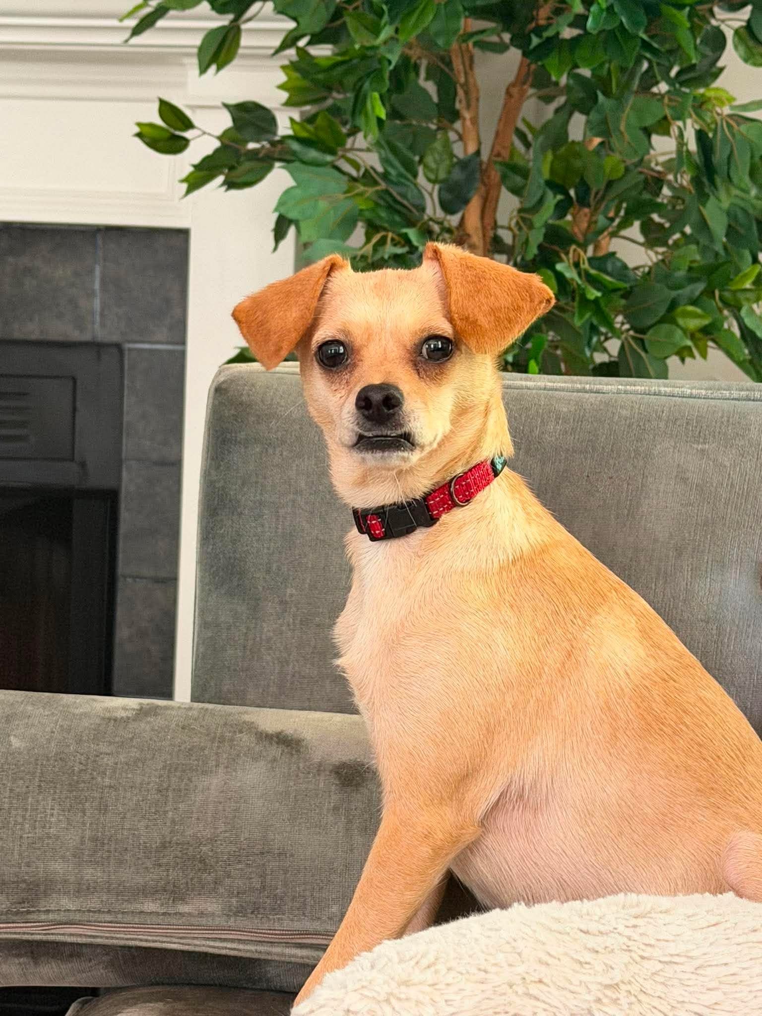 Sugar Bear - Chihuahua