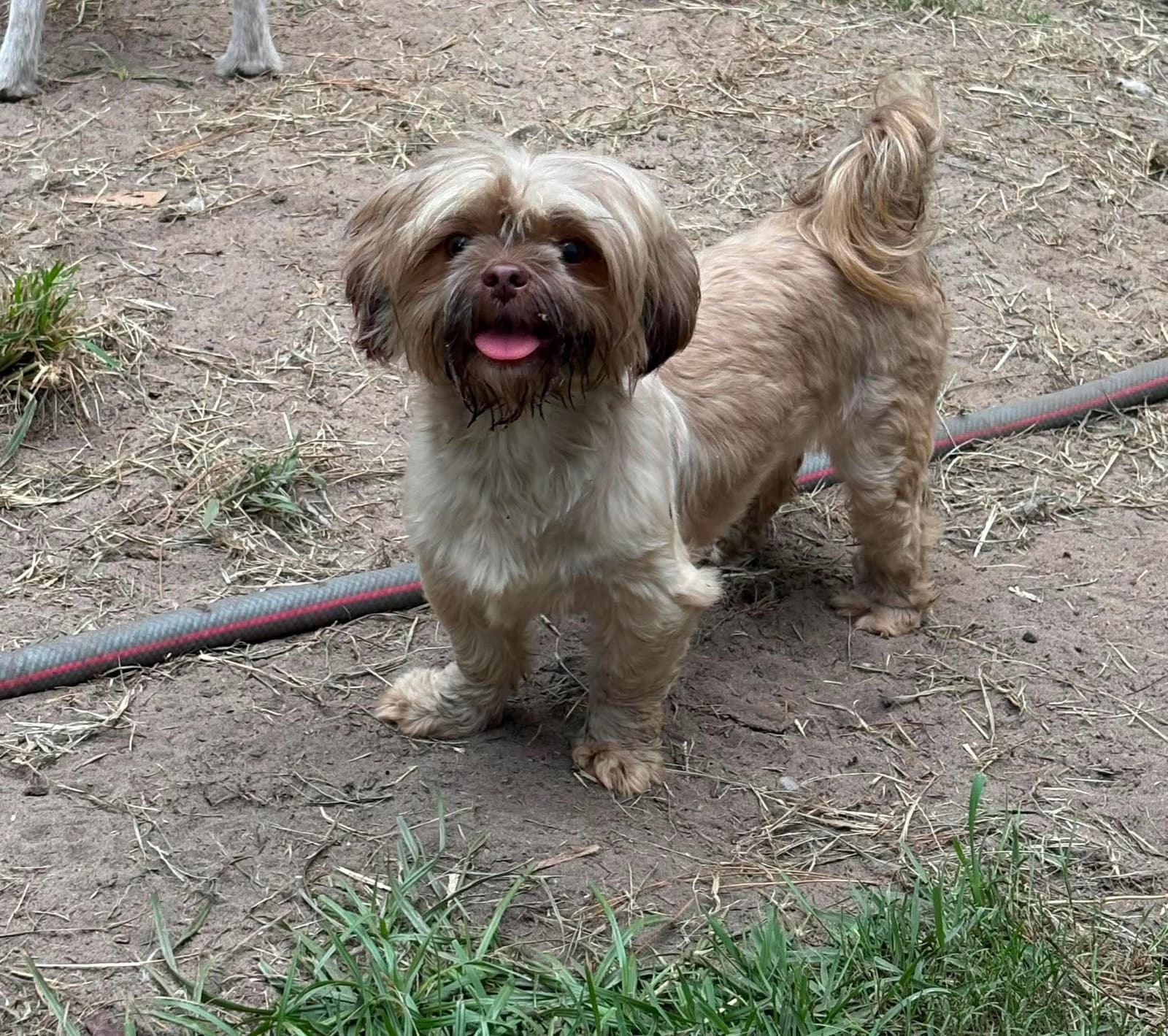 Stacy - Shih Tzu