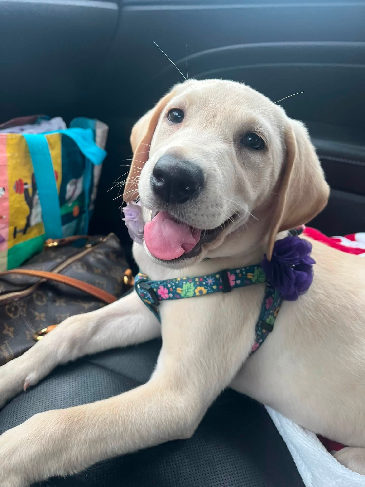 Mabel - Labrador Retriever