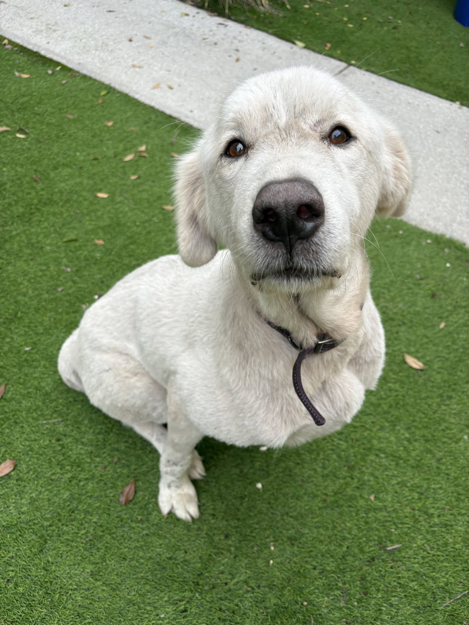 Anya - Great Pyrenees