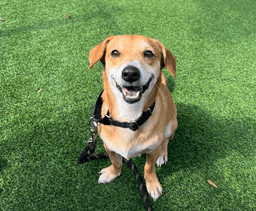 Sparky image 1