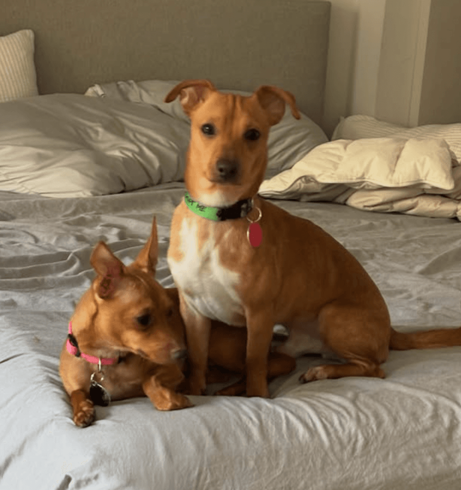 Bell And Taco Bonded Paid - Chihuahua