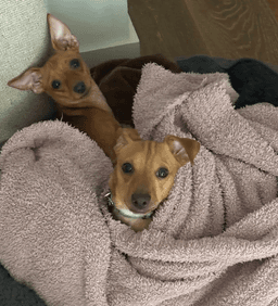 Bell And Taco Bonded Paid image 4