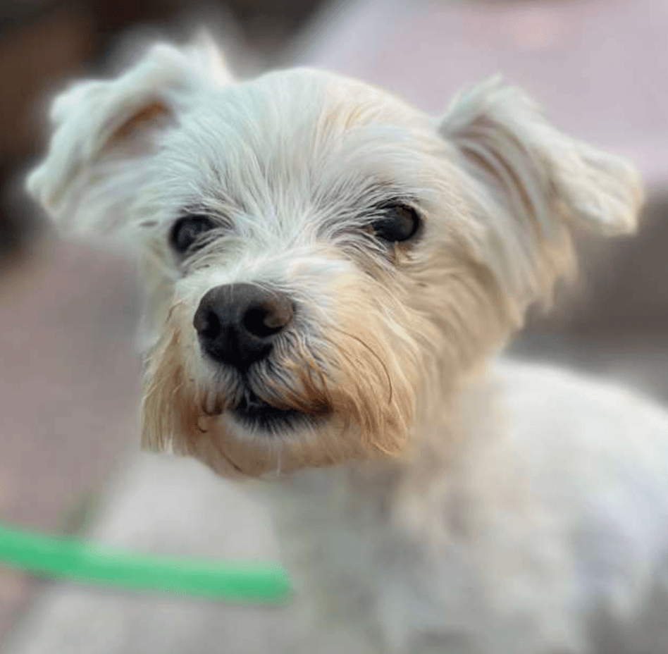 Bing Bong - Terrier