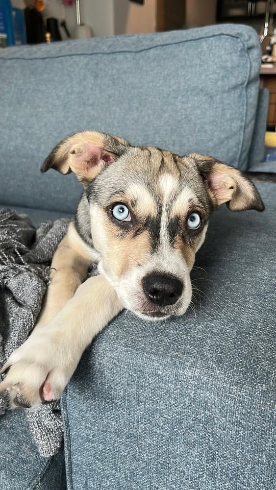 Madison - Husky